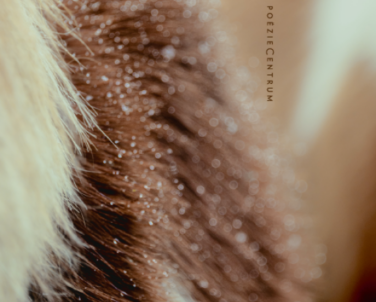 De Schaamsoort Frontcover 1