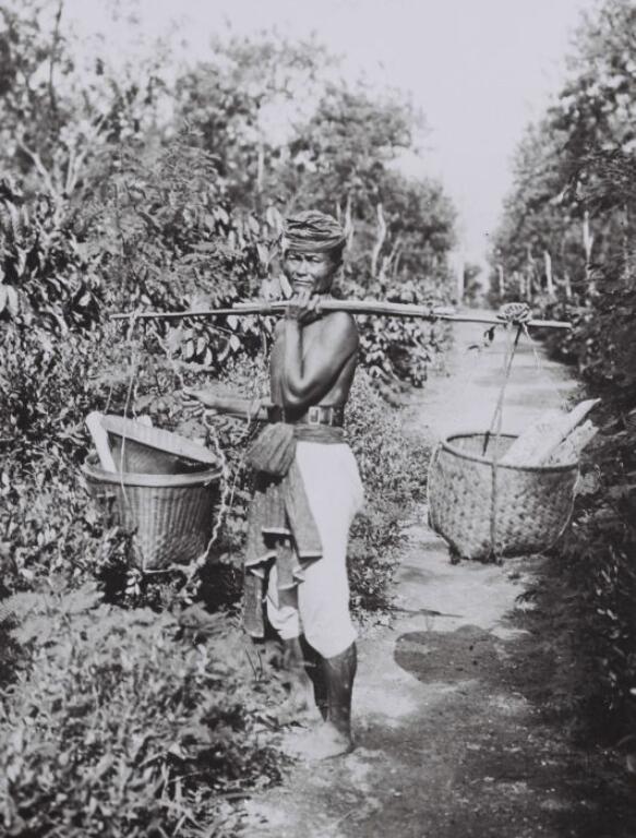 22 Collectie Tropenmuseum Javaanse Arbeider Temidden Van Koffie En Cocaplanten Op De Coca En Koffieonderneming Margo Molio Nabij Soemberglatik Tmnr 60042355