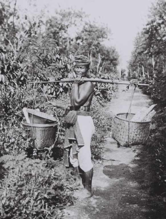 22   Collectie  Tropenmuseum  Javaanse Arbeider Temidden Van Koffie  En Cocaplanten Op De Coca  En Koffieonderneming  Margo  Molio Nabij  Soemberglatik  Tmnr 60042355